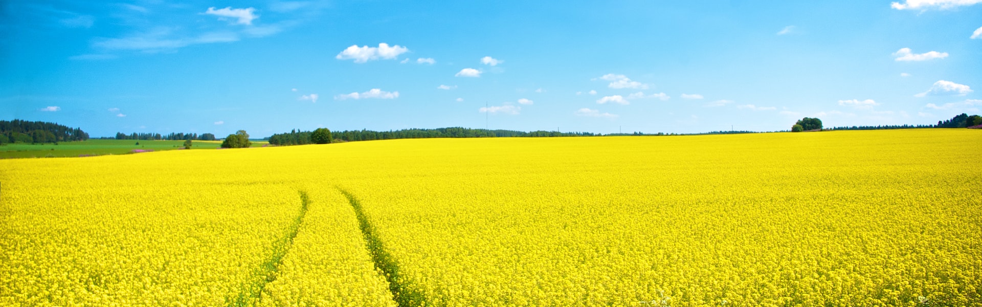 mustard-field
