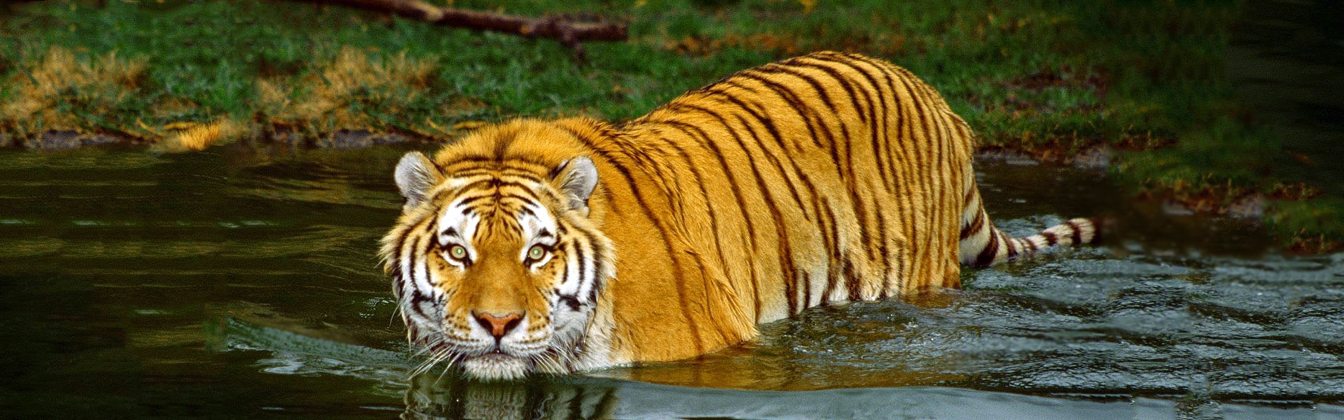 the-royal-bengal-tiger